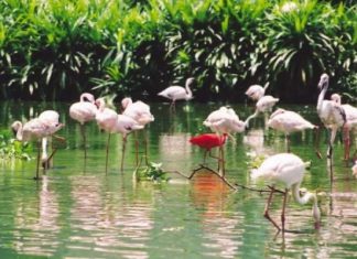 Check in sân chim Bạc Liêu – khám phá hệ sinh thái hoang dã đa dạng