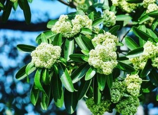 Mùa thu – Mùa lãng mạn của Hà Nội