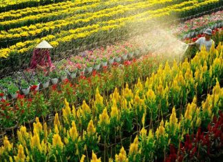 Vi vu làng hoa Sa Đéc – thủ phủ hoa kiểng nức tiếng Đồng Tháp