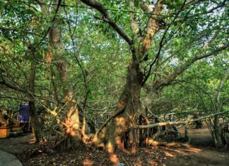 Giàn Gừa – Cần Thơ, khám phá khu di tích lịch sử hoang sơ nổi tiếng