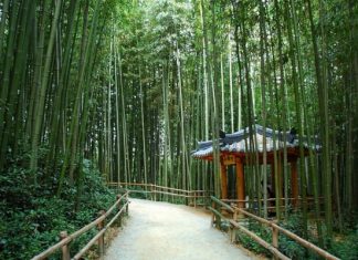 Rừng trúc Juknokwon – điểm check in không thể bỏ qua khi du lịch Hàn Quốc