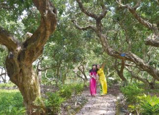 Khám phá vườn nhãn cổ Bạc Liêu – điểm du lịch sinh thái thú vị